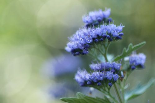 Paarse bloemen in de tuin von Mireille Zoet