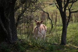 Mystic Deer van Michel Van Giersbergen