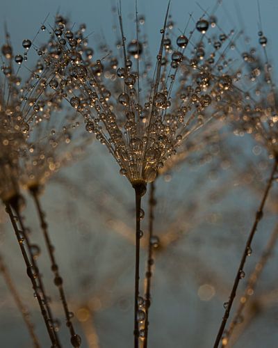 Druppels aan een paardenbloem in het 