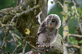 Chouette eurasienne dans l'arbre