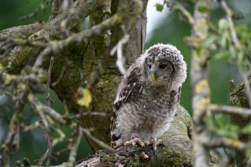 Eurasian owl in the tree by Vrije Vlinder Fotografie