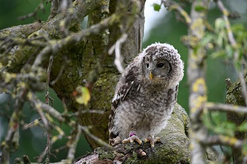 Chouette eurasienne dans l'arbre