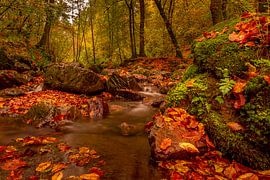 Ardennes in autumn by Andy Luberti