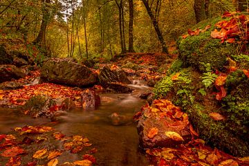 Ardennen in de herfst van Andy Luberti