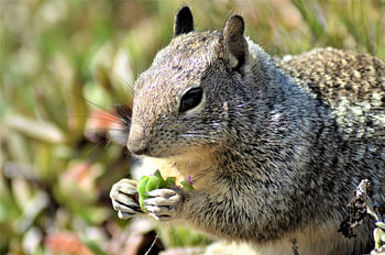 Eating squirl