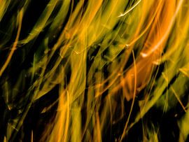 EVEIL DU PRINTEMPS # 53