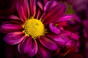 Macro purple flowering chrysanthemum by Dieter Walther