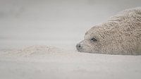 On the beach of Düne, Helgoland, Germany