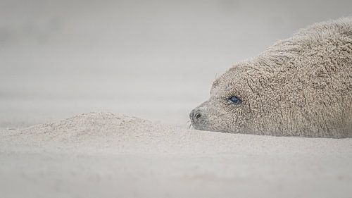 Op het strand van Düne, Helgoland, Duitsland