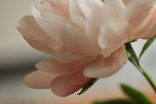 Soft pink peony