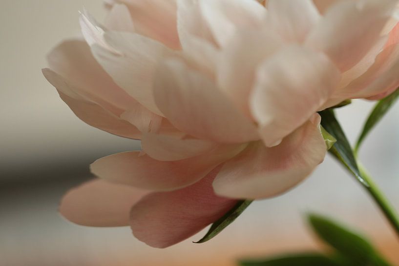Soft pink peony by Bärbel Severens