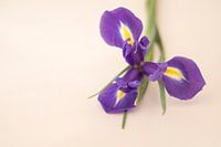 iris