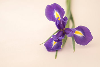 iris