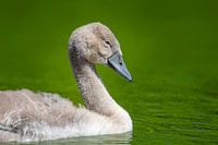 Jonge baby zwaan