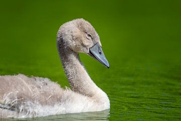 Jonge baby zwaan van Stephan Jansson