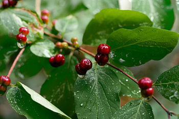 A branch with red berries after the rain