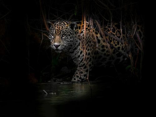 Emerging from the darkness