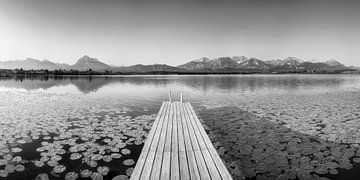 Seerosen am Hopfensee in Bayern in schwarzweiß von Manfred Voss, Schwarz-weiss Fotografie