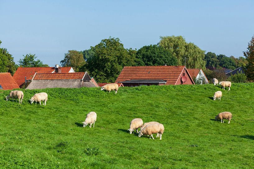 Schafe auf Deich, Elsfleth von Torsten Krüger