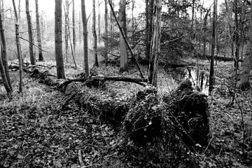 Fallen Tree van Harry Kool