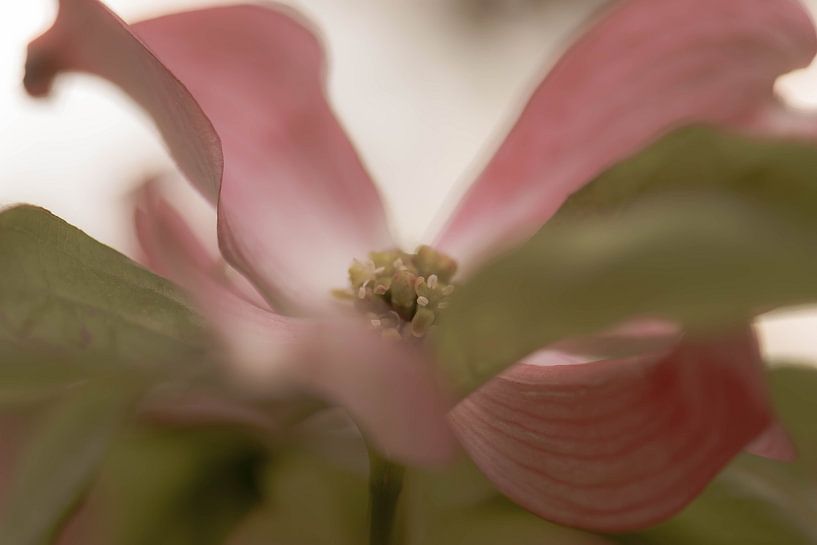 Wildrose von Tania Perneel