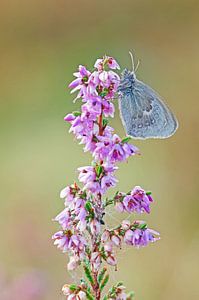 Papillon sur la lande