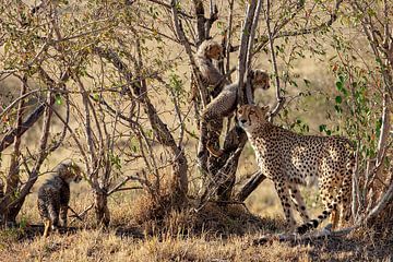 Cheetah met 3 welpen van Peter Michel