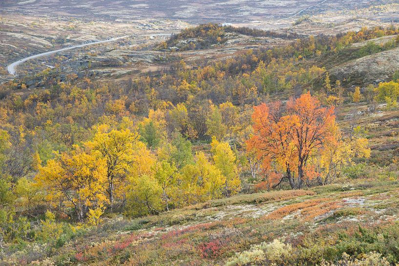 Herbst in Dovrefjell von Barbara Brolsma