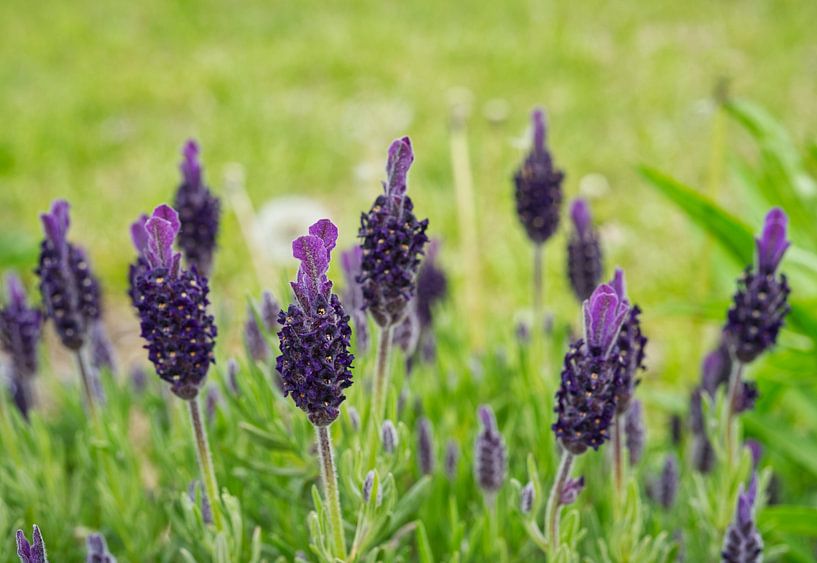 Getopte lavendelbloem 0428 van Iris Holzer Richardson
