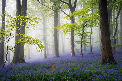 Fairytale forest with bunch of hyacinths by Pieter Struiksma