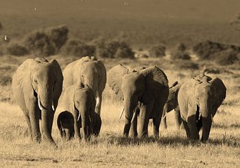 Amboseli Elephants