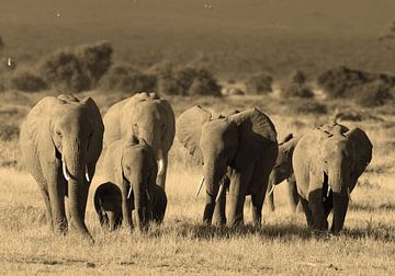 Amboseli Elephants van Roland Smeets