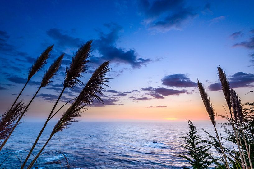 Reed by Denis Feiner