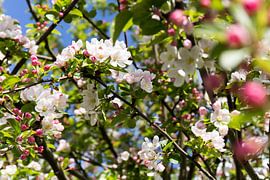 Bloesem van Malus by Femke Jansen