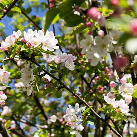 Bloesem van Malus von Femke Jansen