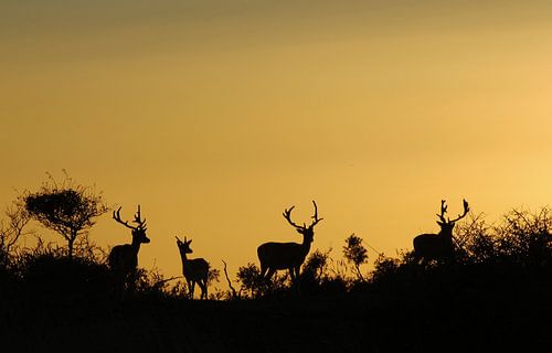 Damherten by sunset, fallow deer