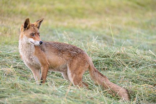 Renard roux dans la nature