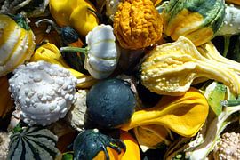 Pompoenen en kalebassen  von P.D. de Jong