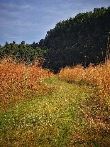 Wandelpad tussen het riet