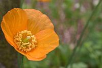 Orangefarbener Mohn