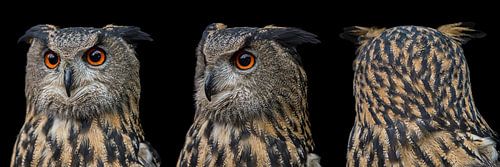 Panorama van een uil (Oehoe) : Even rondkijken!