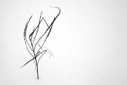 Bare bush in the snow