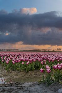 Bedrohlich wirkende Wolken über Tulipfield. von Rossum-Fotografie