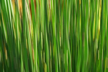 Riet abstract