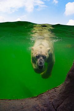 Eisbär unter Wasser