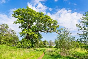 Landschaft nahe Mellenthin auf der Insel Usedom