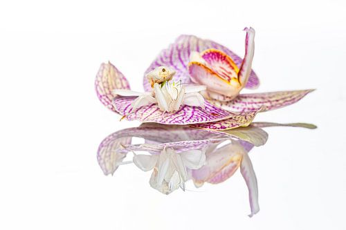 An orchid praying mantis