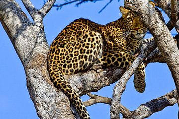 Luipaard op boom van Peter Michel