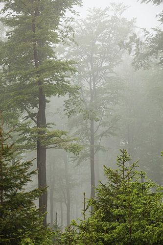 Rothaargebergte - Nevelwoud