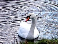 Mooie zwaan. Beautiful swan.